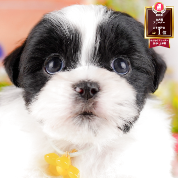 マルズー(マルチーズ×シーズー)【東京都・男の子・2025年3月26日・ブラック&ホワイト】の写真「夏休みシーズンは子犬のお迎えに最適の季節です🌻」