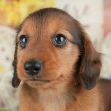 ミニチュアダックスフンド(ロング)【東京都・男の子・2025年4月24日・レッド】の写真「7/19～21限定で子犬お迎え相談会を開催🌈」