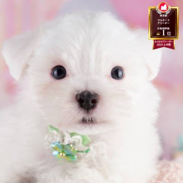 マルチーズ【東京都・男の子・2025年5月28日・ホワイト】の写真「【総額表示】人が大好きな男の子🐾」
