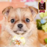 チワワ(ロング)