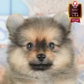ポメラニアン