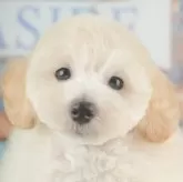 トイプードル(トイ)