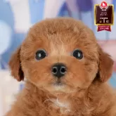 トイプードル(トイ)