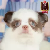 チワワ(ロング)