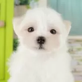 マルチーズ