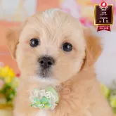 マルプー(マルチーズ×トイプードル)【東京都・男の子・2025年6月30日・アプリコット】の写真1「✨️ワクチン、健康診断、マイクロチップ代含む総額表示✨️」