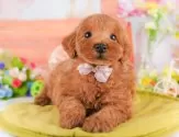 トイプードル(トイ)【東京都・男の子・2025年3月29日・レッド】の写真5「複数頭見学できます🐶🐾運命の子と出会えますように…🌟」