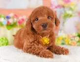 トイプードル(トイ)【東京都・女の子・2025年3月27日・レッド】の写真5「複数頭見学できます🐶🐾運命の子と出会えますように…🌟」