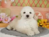 トイプードル(トイ)【東京都・男の子・2025年4月9日・クリーム】の写真4「複数頭見学できます🐶🐾運命の子と出会えますように…🌟」