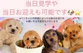 マルプープー(トイプードル×マルプー)【東京都・女の子・2025年5月16日・アプリコット】の写真7「当日にお迎えできる子もいます😊」