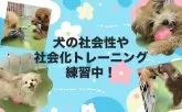 チワワ(ロング)【東京都・男の子・2025年4月3日・ブラックタン&ホワイト】の写真8「毎日パピーランにてきょうだい以外のワンちゃんとも遊ぶことで、社会化トレーニングを行っています🐶」
