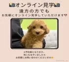 ミニチュアダックスフンド(ロング)【東京都・男の子・2025年7月3日・シェーデッドレッド】の写真10「🛬遠方の方はオンライン見学もOK🚅お持ちのケータイで簡単に今のワンちゃんの様子を見られます💖」