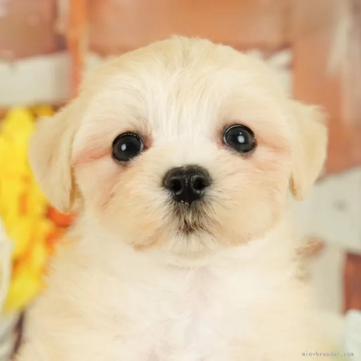 ID：2410-02263の子犬