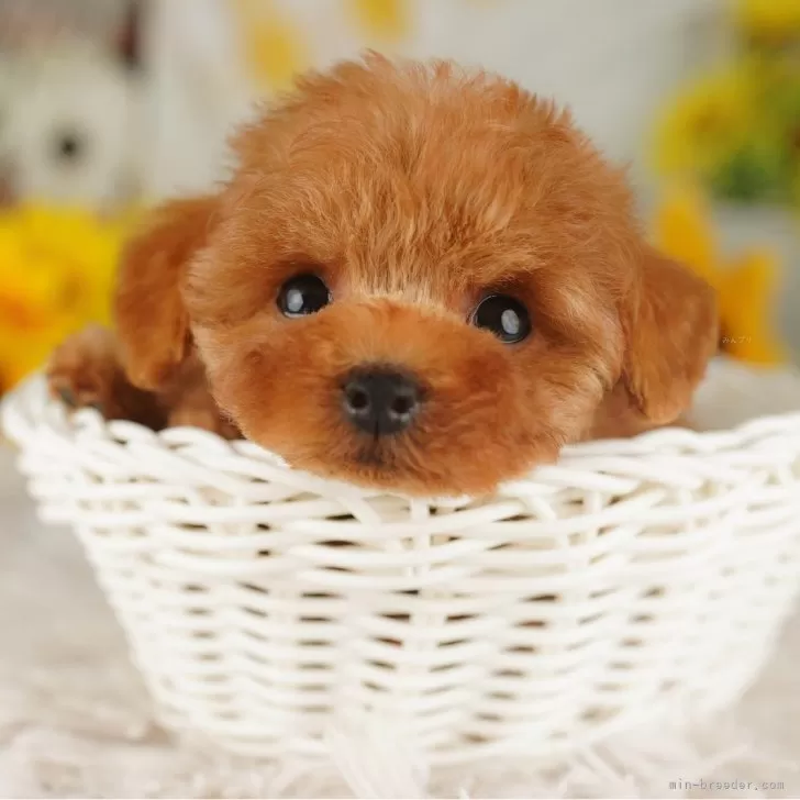 ID：2406-00820の子犬