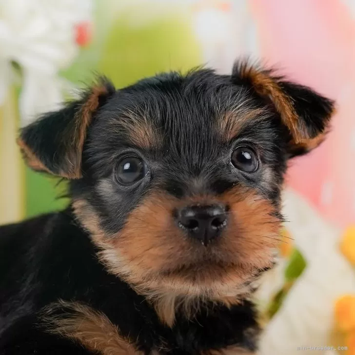 ID:2403-02615の子犬