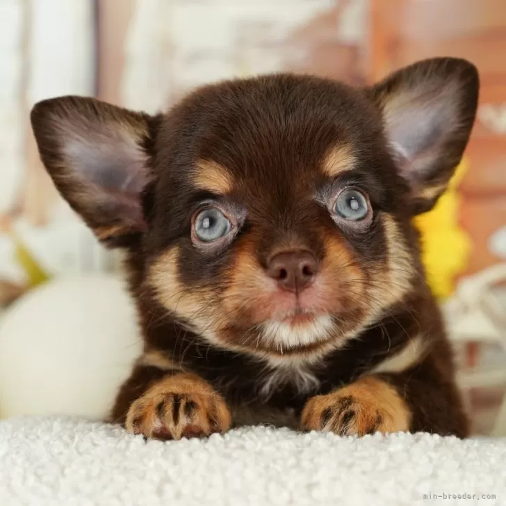 ID:2410-02262の子犬