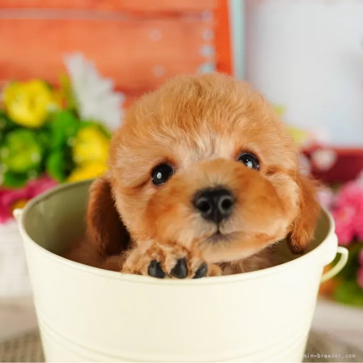 ID:2407-07973の子犬