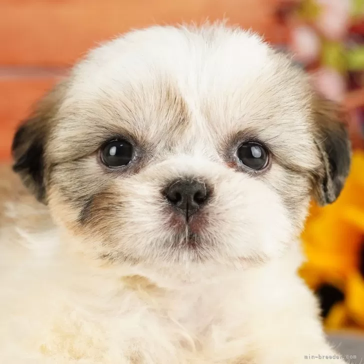 ID：2405-03200の子犬