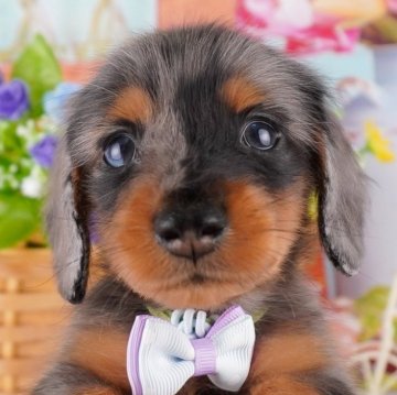 カニンヘンダックスフンド(ロング)【東京都・男の子・2024年8月27日・シルバーダップル】の写真「【総額表示】よちよち歩きがとてもキュート🐶💕」