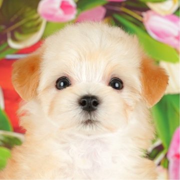 マルプー(マルチーズ×トイプードル)【東京都・男の子・2024年5月31日・クリーム】の写真「【総額表示】おっとりくん優しい性格です🐶💕」