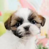 シーズー【東京都・女の子・2024年1月16日・ゴールド&ホワイト】の写真1「生後43日」