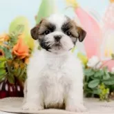 シーズー【東京都・女の子・2024年1月16日・ゴールド&ホワイト】の写真2「生後43日」