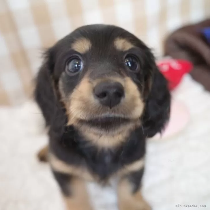 ID：2412-05977の子犬