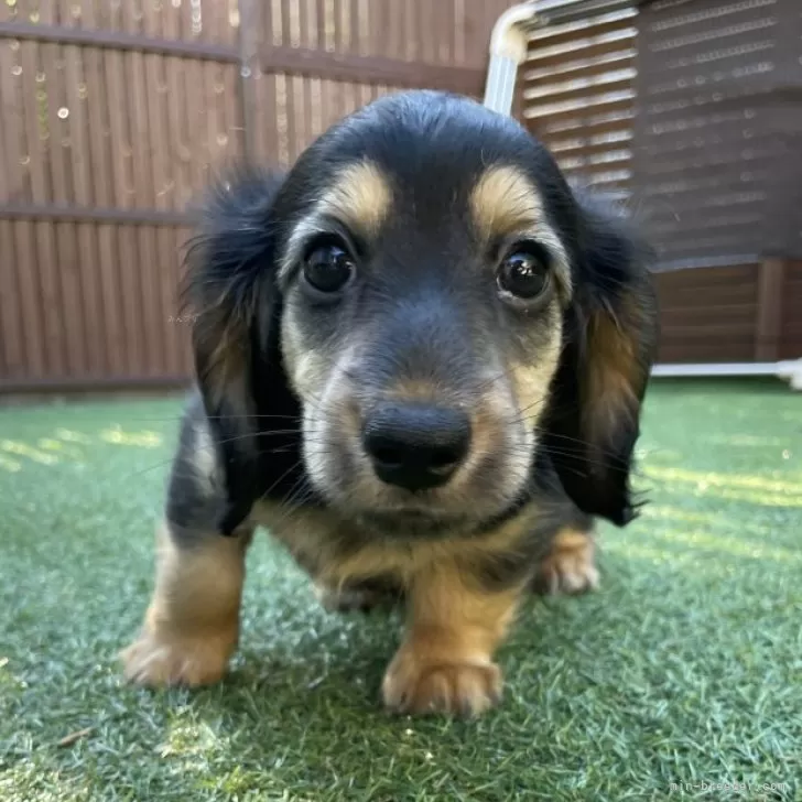 ID：2506-05855の子犬