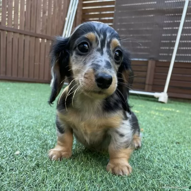 ID：2506-02248の子犬