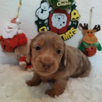 ミニチュアダックスフンド(ロング)【熊本県・男の子・2025年11月25日・チョコレート&ダップル】の写真「綺麗なダップル模様！スクスク成長中⤴︎」