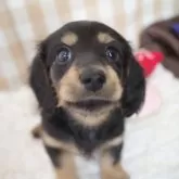 ミニチュアダックスフンド(ロング)【熊本県・男の子・2024年12月4日・ブラック&イエロー】の写真1「食欲旺盛で元気に育ってます💕」