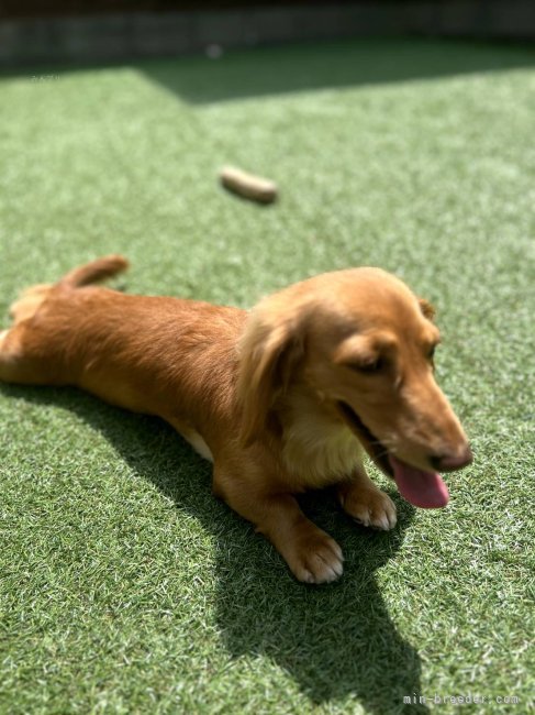 ミニチュアダックスフンド(ロング)【・女の子・2022年2月8日・ゴールド】