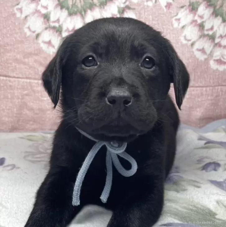 M 様のお迎えした子犬