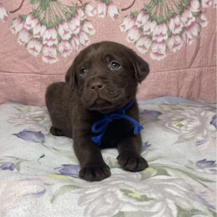 MARI 様のお迎えした子犬