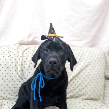 ラブラドールレトリバー【長野県・男の子・2025年7月7日・ブラック】の写真「トイレ、クレートトレーニングほぼ完了しています」