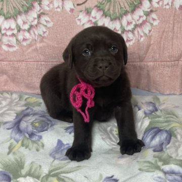 ラブラドールレトリバー【長野県・女の子・2024年11月14日・チョコレート】の写真「第1子チョコラブ女の子のピンクちゃん」