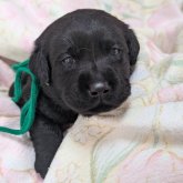 ラブラドールレトリバー