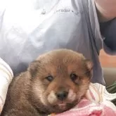 柴犬(標準サイズ)【長野県・男の子・2025年5月2日・赤】の写真2「マイクロチップを獣医さんにチックンしてもらいました」