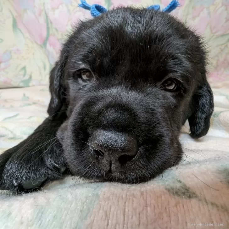 ID：2406-02851の子犬