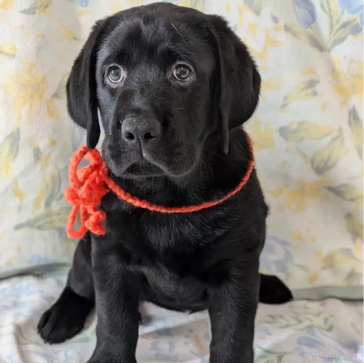 ID：2406-02877の子犬