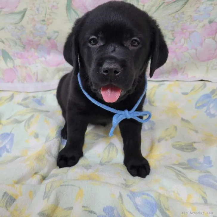 ID：2308-03039の子犬