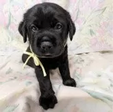 ラブラドールレトリバー【長野県・男の子・2024年5月7日・ブラック】の写真1
