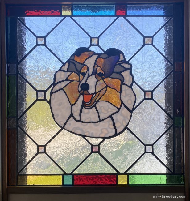 谷口　朋子(たにぐち　ともこ)ブリーダー(徳島県・シェットランドシープドッグ・JKC登録)の紹介写真1