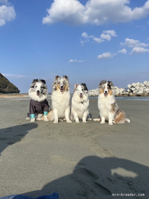 谷口　朋子(たにぐち　ともこ)ブリーダー(徳島県・シェットランドシープドッグ・JKC登録)の紹介写真5