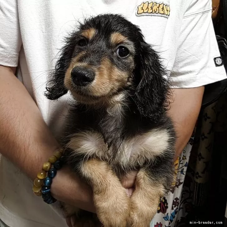 ID:2506-07508の子犬