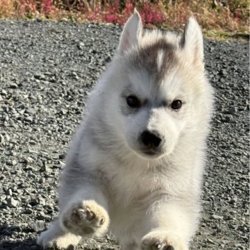 シベリアンハスキー【北海道・男の子・2025年9月6日・シルバー&ホワイト】の写真「ずっしり大きな男の子外産血統」