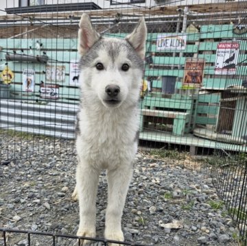 シベリアンハスキー【北海道・男の子・2024年11月27日・シルバー&ホワイト】の写真「両親遺伝子クリア
父親輸入犬」