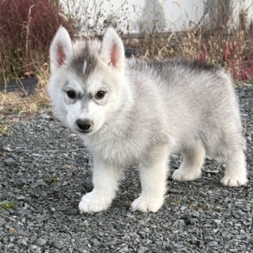 シベリアンハスキー【北海道・男の子・2025年9月6日・シルバー&ホワイト】の写真「ずっしり大きな男の子外産血統」