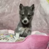 シベリアンハスキー