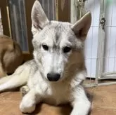 シベリアンハスキー
